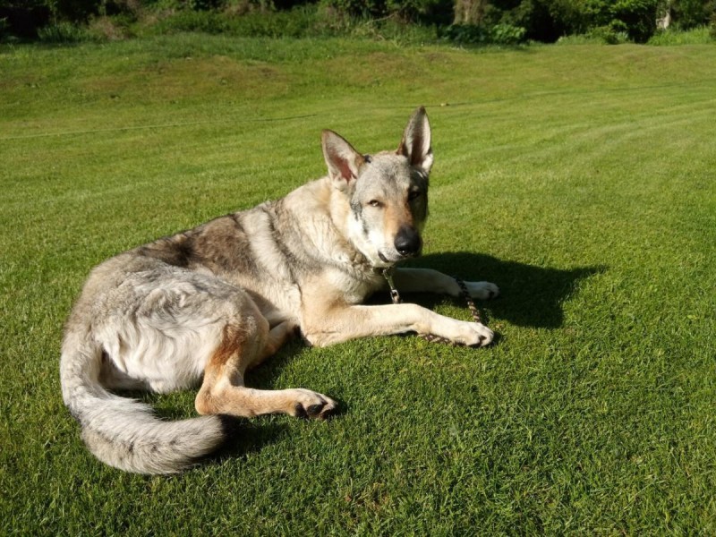 Dog Photo