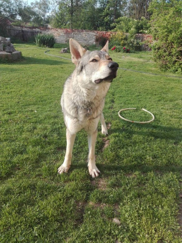 Dog Photo