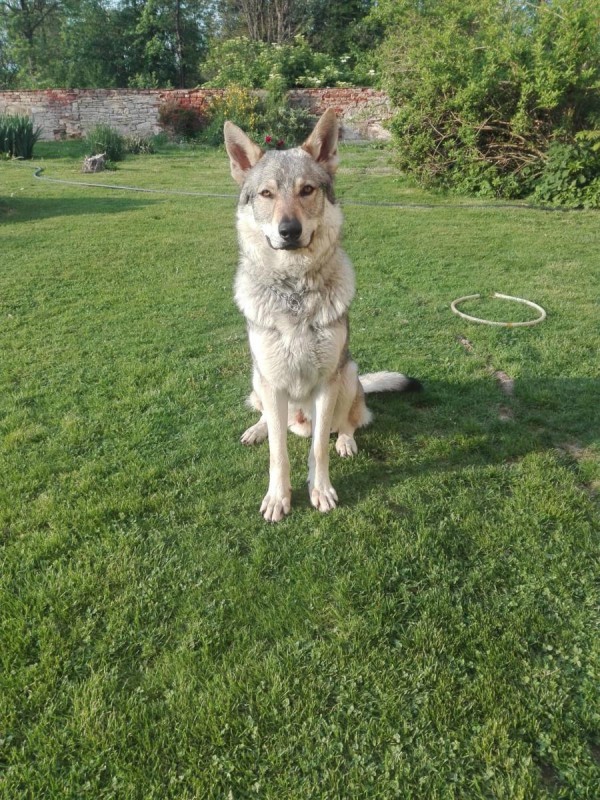 Dog Photo