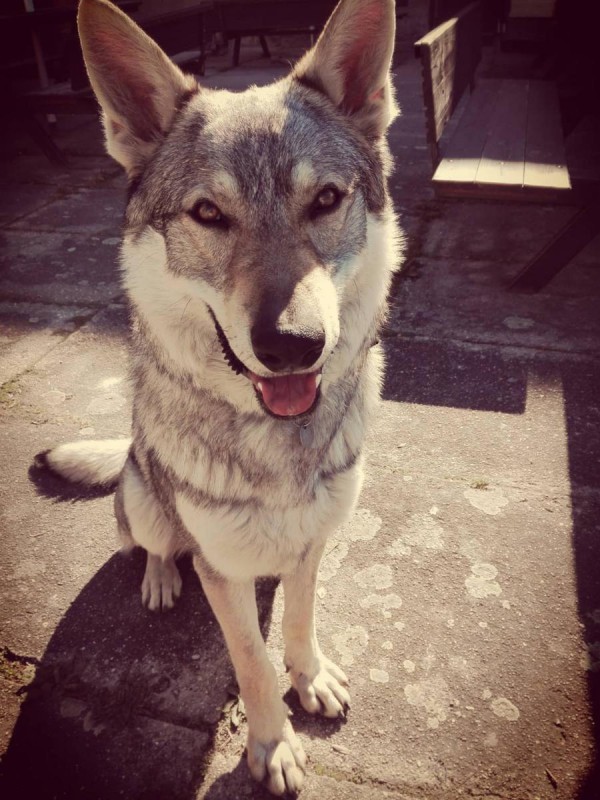 Dog Photo