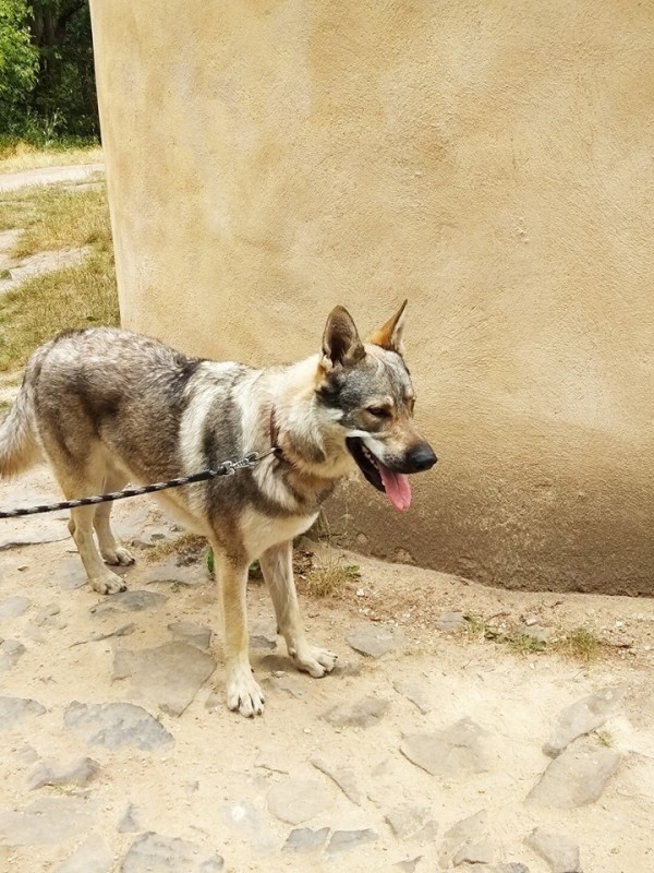 Dog Photo