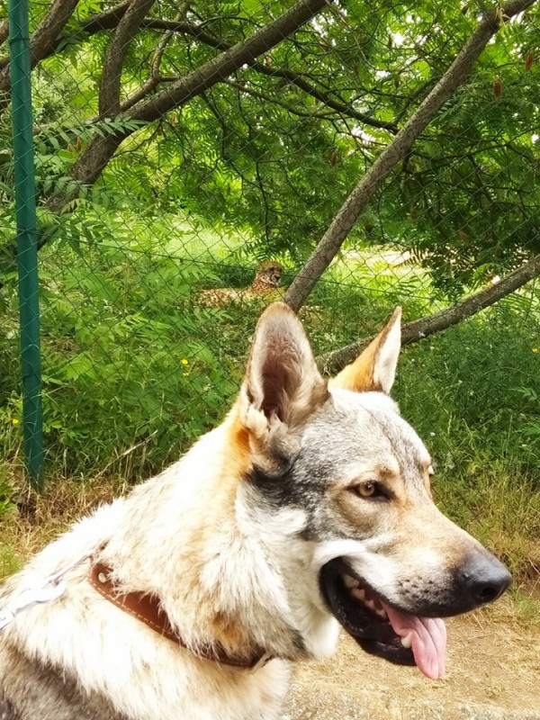 Dog Photo