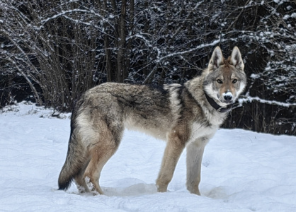 Dog Photo