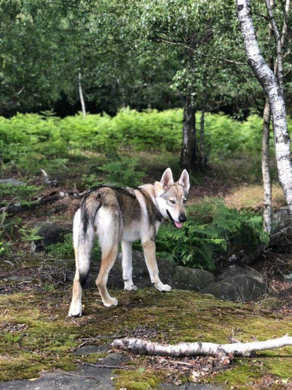 Dog Photo