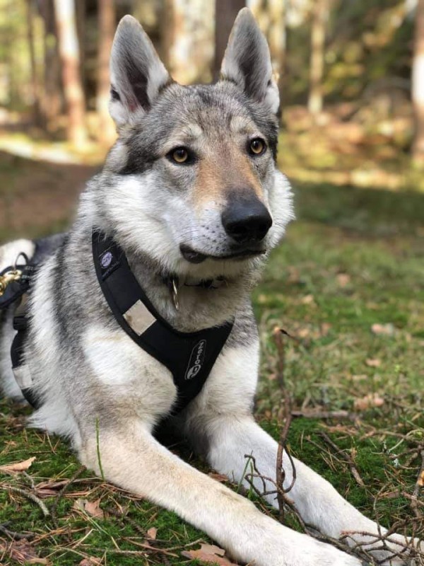 Dog Photo