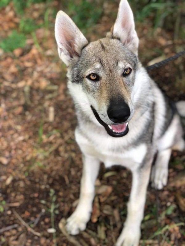 Dog Photo
