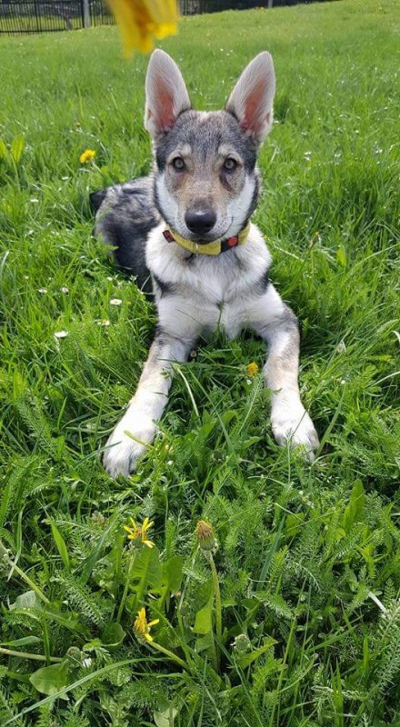 Dog Photo