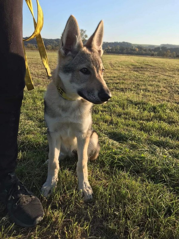 Dog Photo