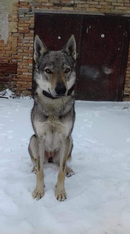 Dog Photo