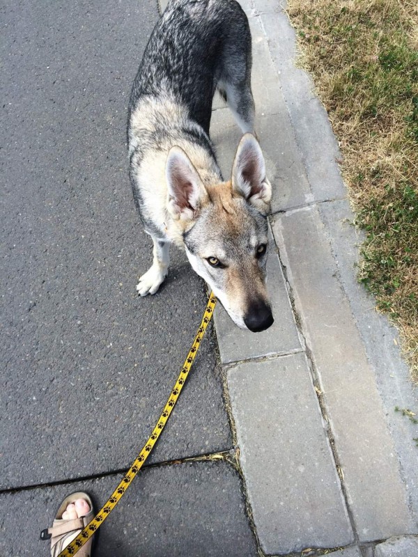 Dog Photo