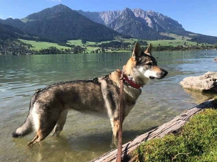 Dog Photo