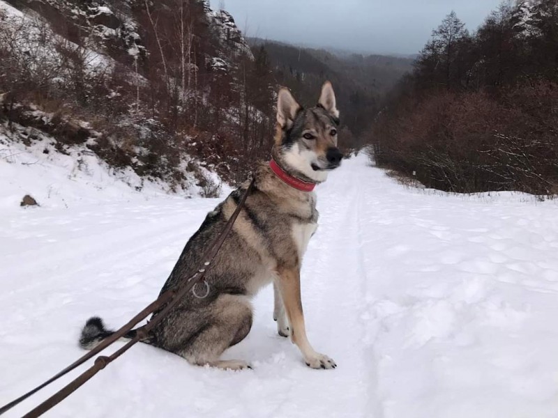 Dog Photo