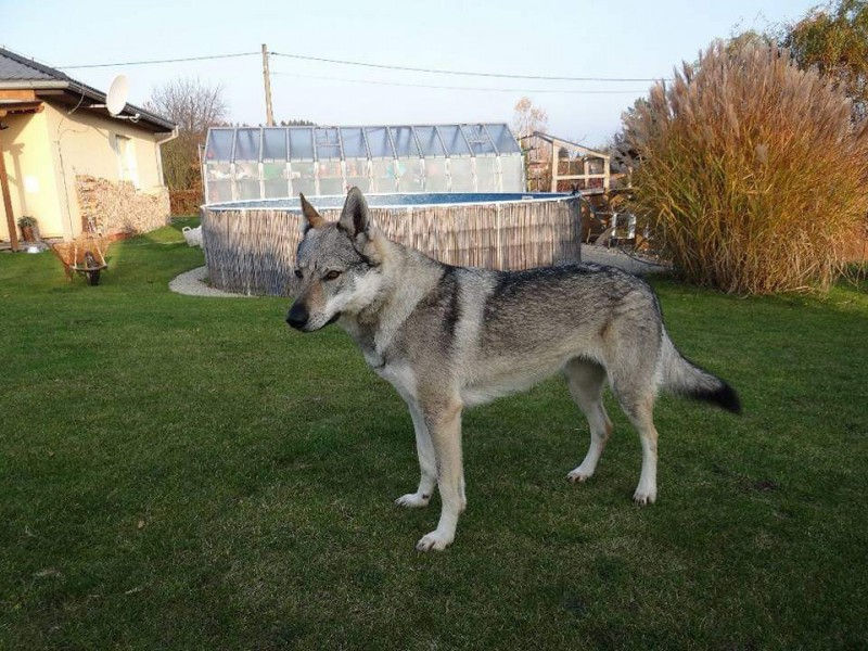 Dog Photo