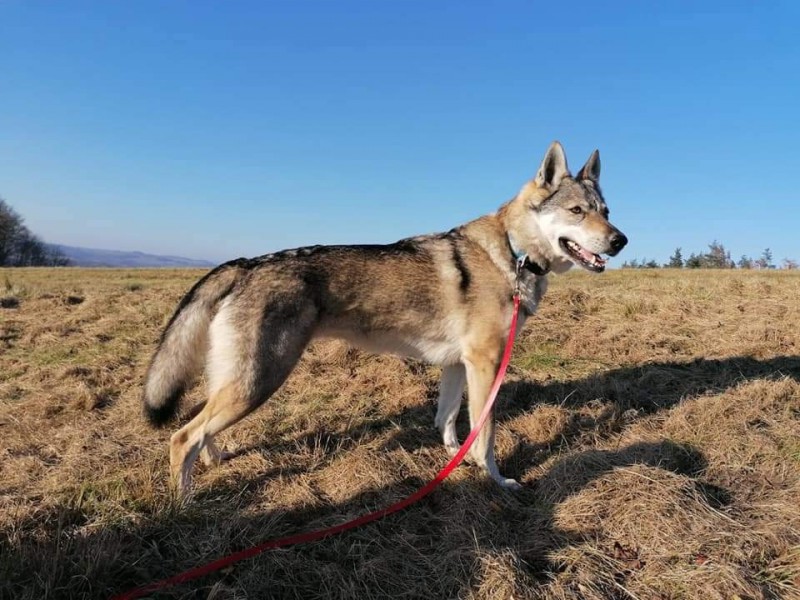 Dog Photo