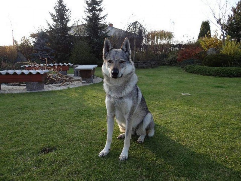 Dog Photo