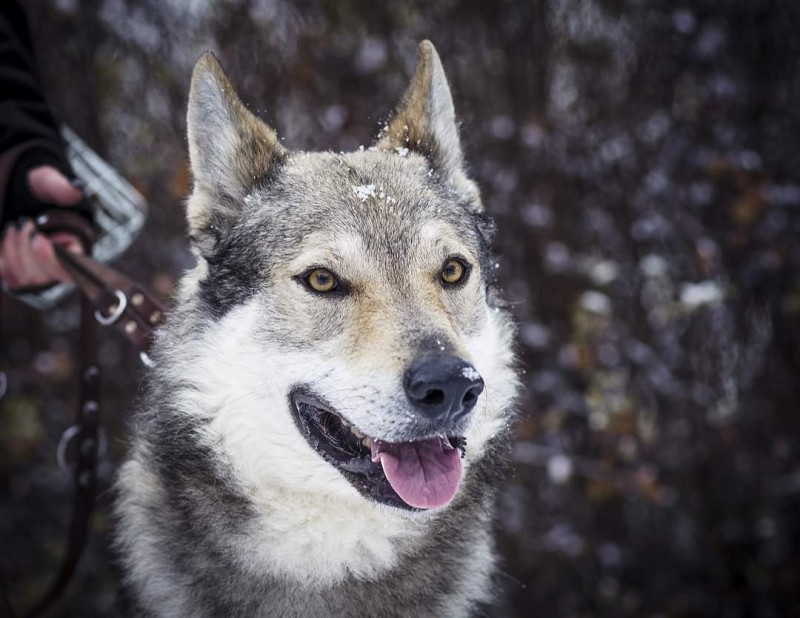 Dog Photo