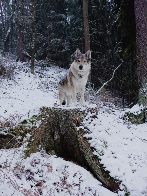 Dog Photo