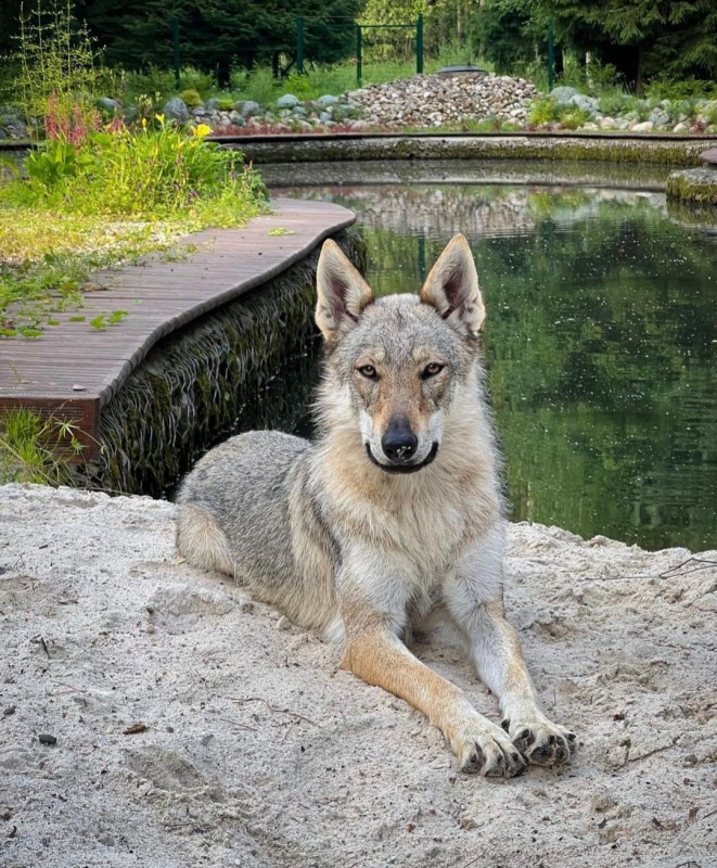 Dog Photo