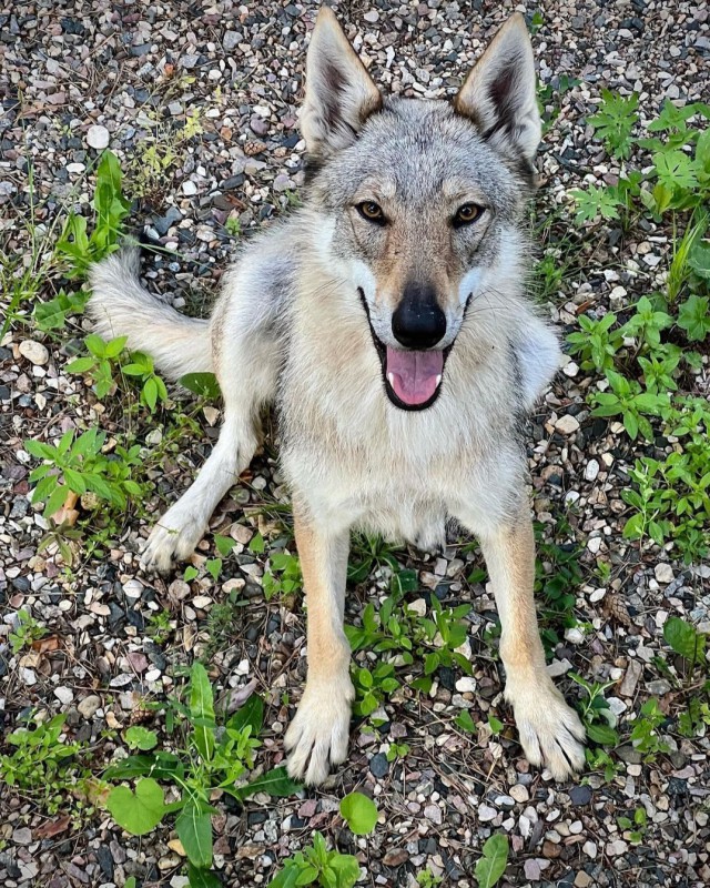 Dog Photo