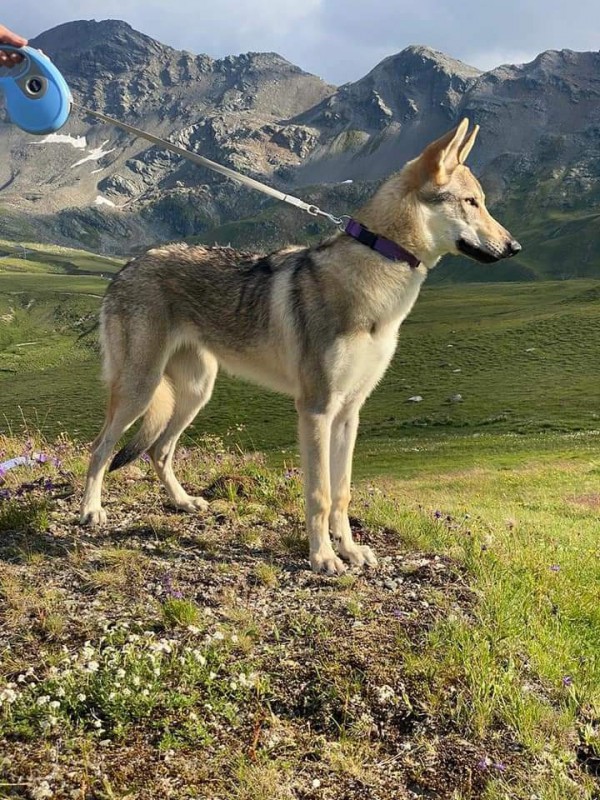 Dog Photo