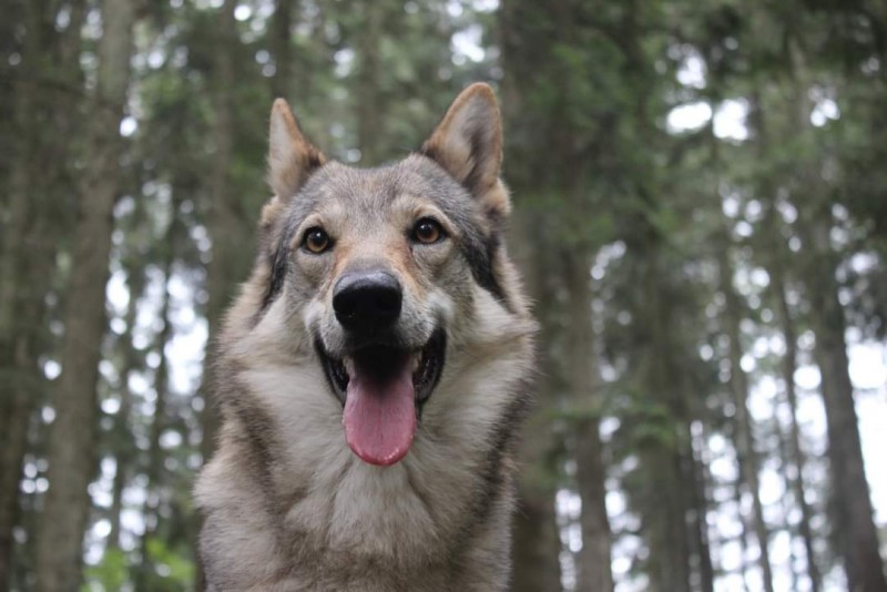 Dog Photo