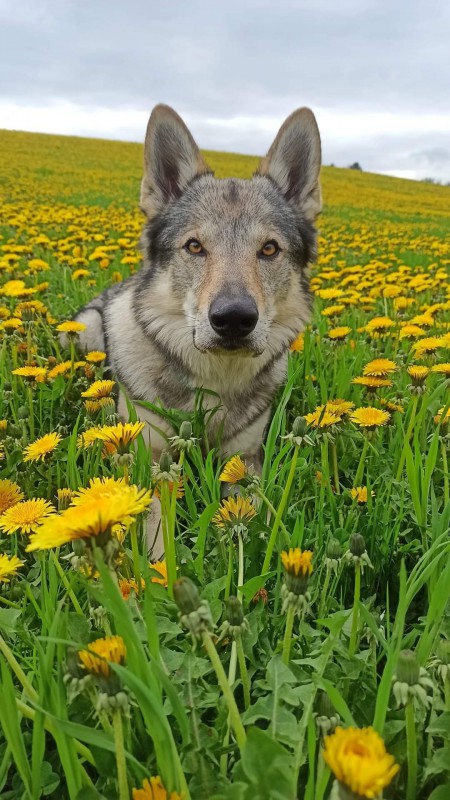 Dog Photo