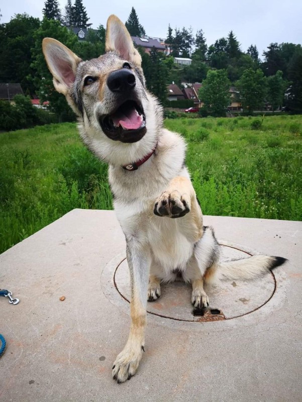 Dog Photo