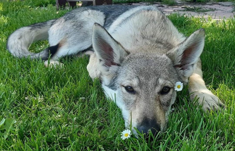 Dog Photo