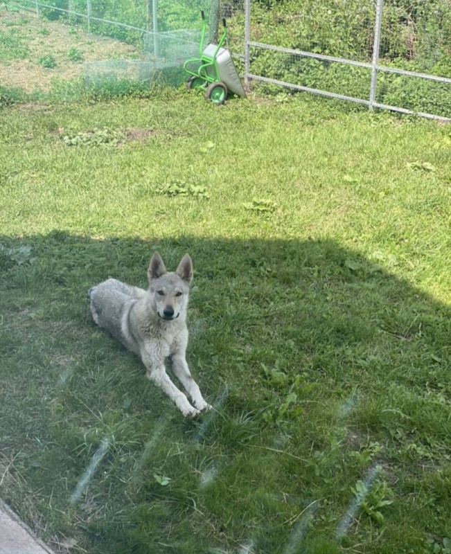 Dog Photo
