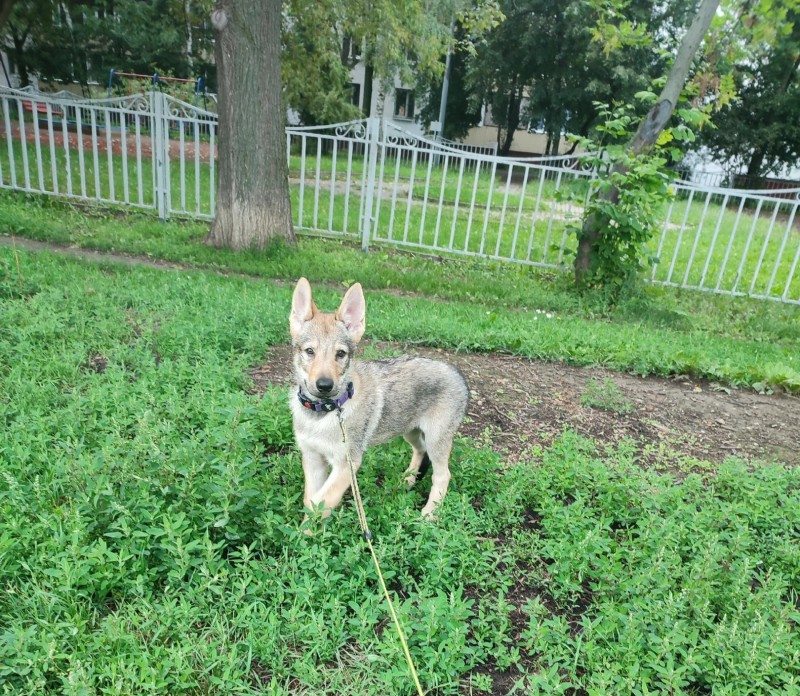 Dog Photo