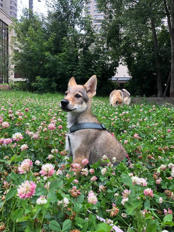 Dog Photo