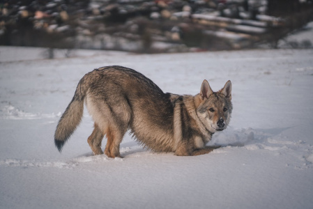 Dog Photo