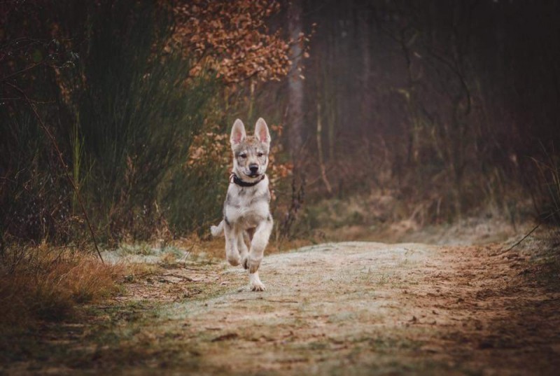 Dog Photo