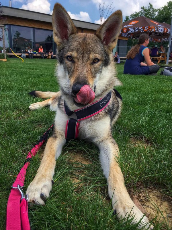 Dog Photo