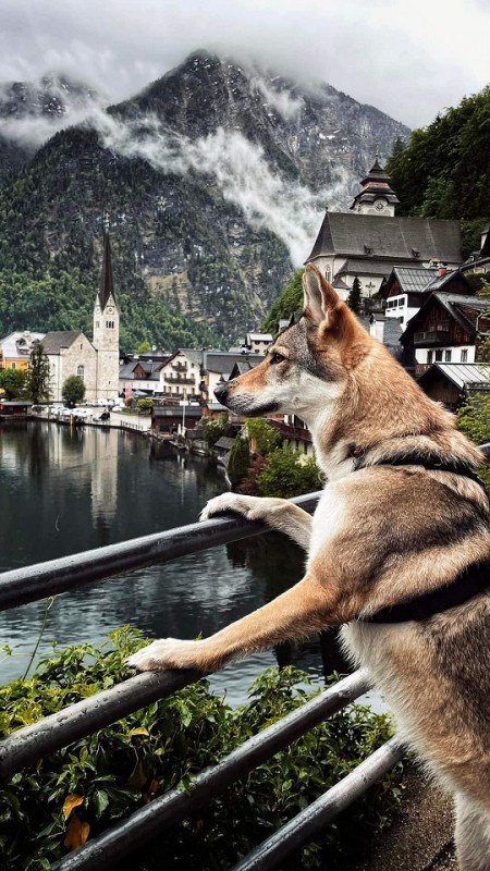 Dog Photo