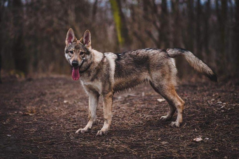 Dog Photo