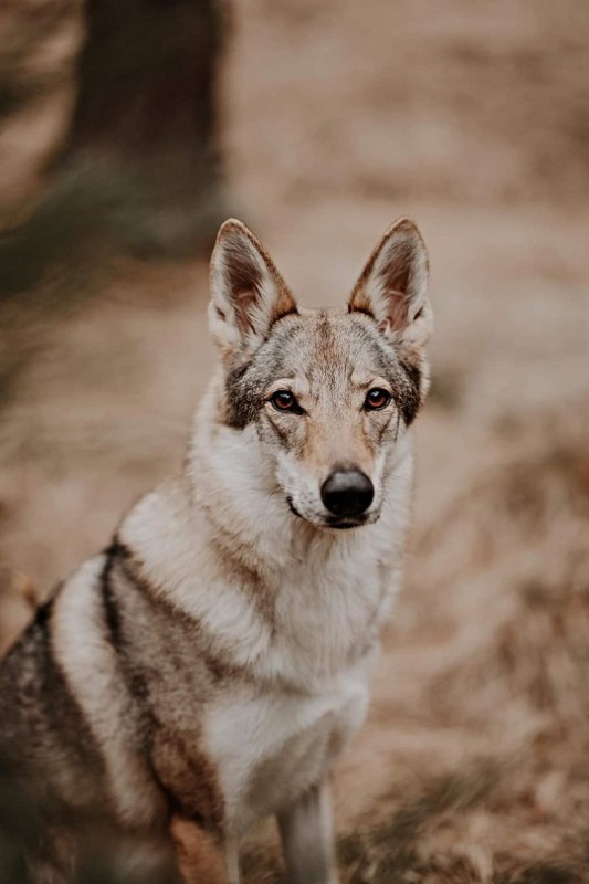Dog Photo