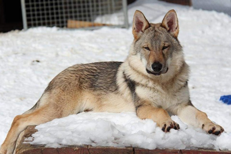 Dog Photo