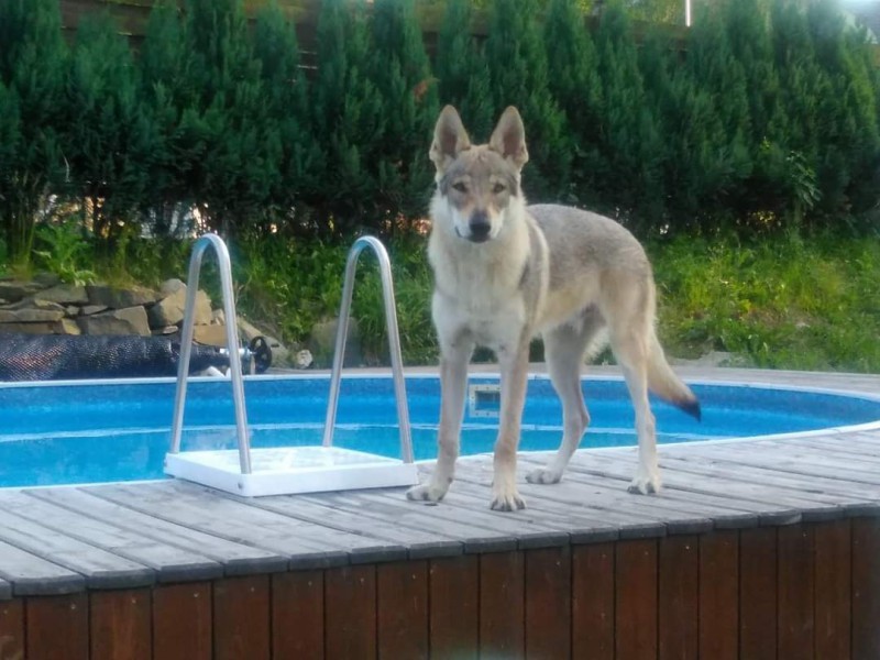Dog Photo