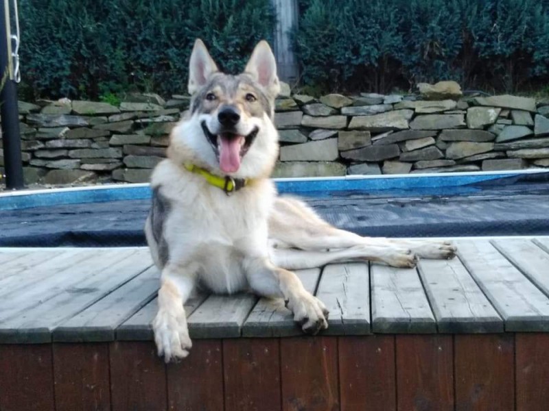 Dog Photo