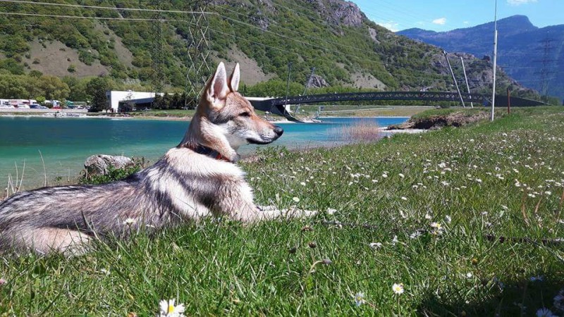 Dog Photo