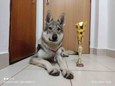 Dog Photo