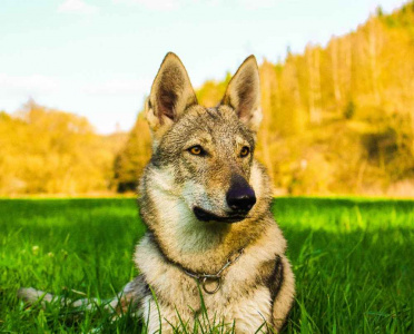 Dog Photo