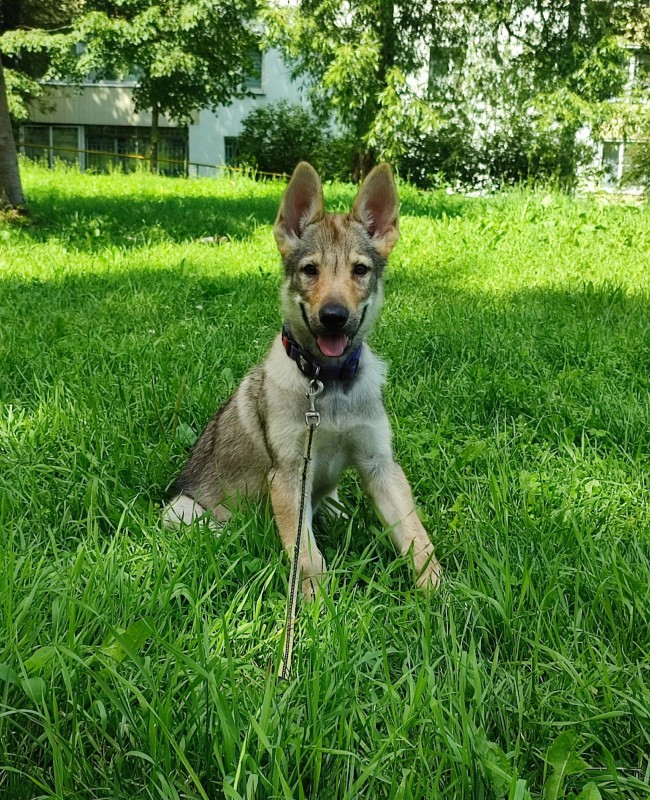 Dog Photo