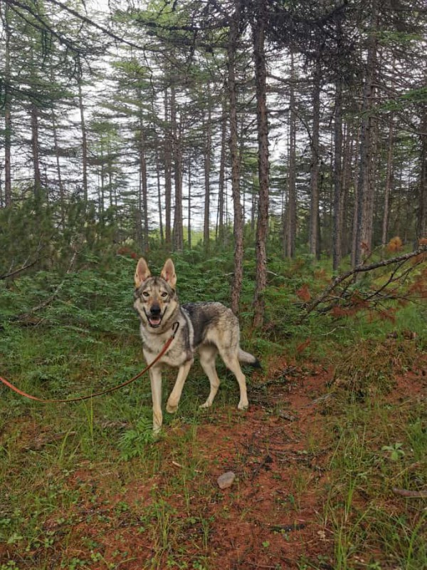 Dog Photo