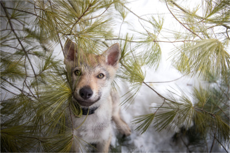 Dog Photo