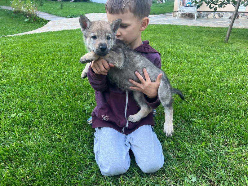 Dog Photo