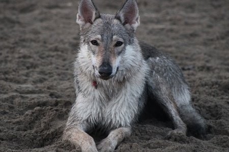 Dog Photo