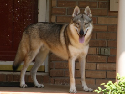 Dog Photo
