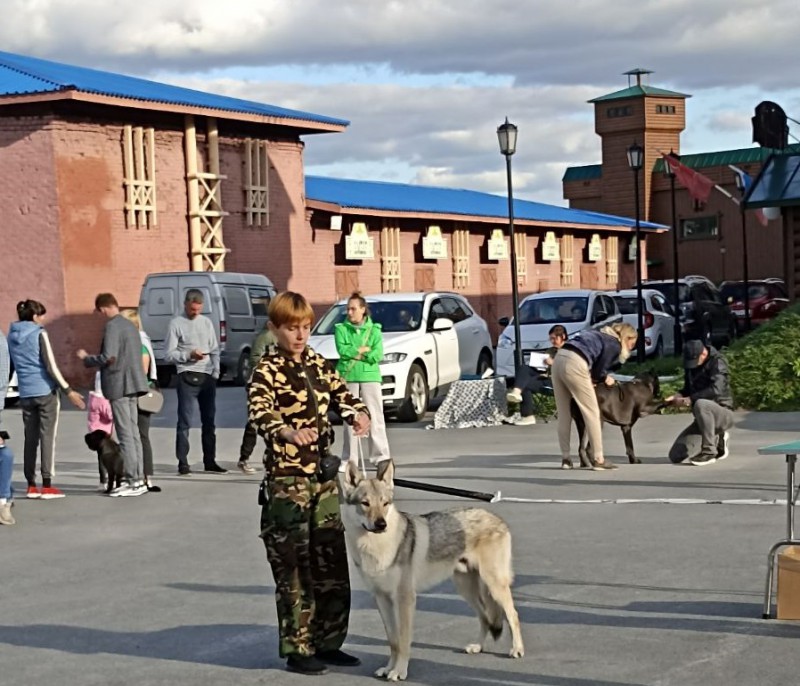 Dog Photo
